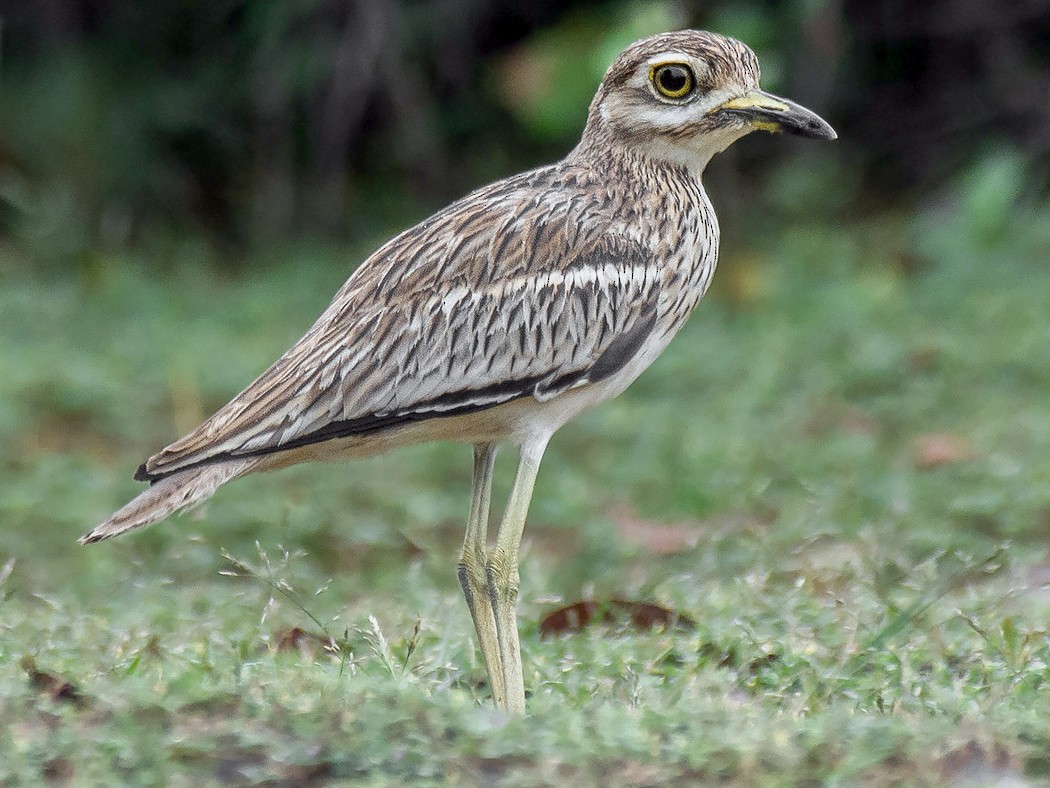 Indian Thick-knee - Natthaphat Chotjuckdikul