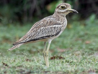  - Indian Thick-knee