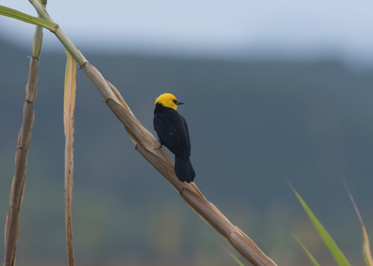 Yellow-hooded Blackbird - Nige Hartley