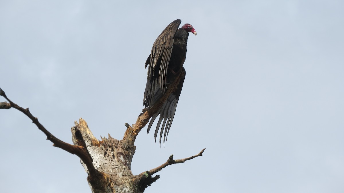 Turkey Vulture - Ray Wershler