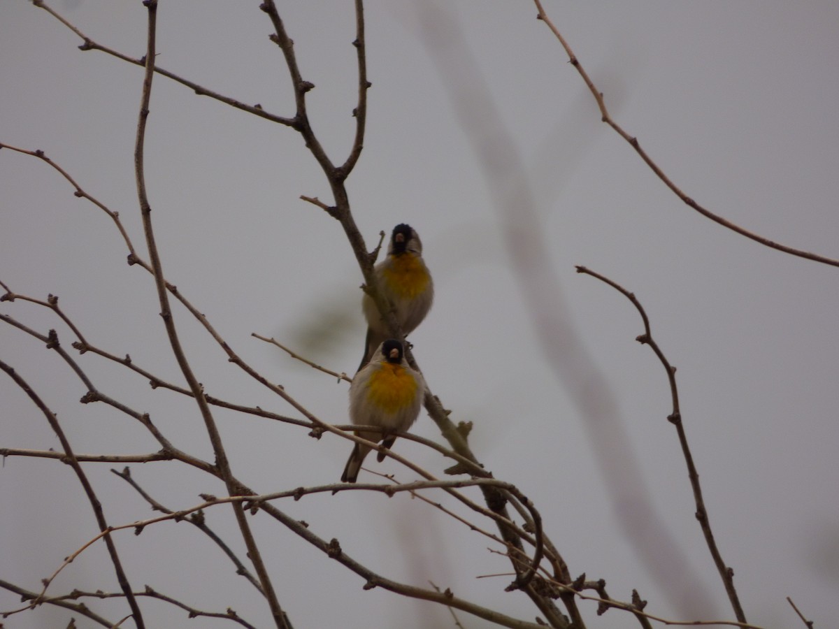 Lawrence's Goldfinch - ML142955901