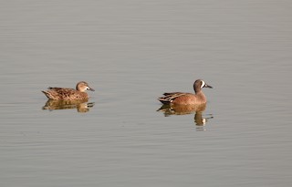 Blue-winged Teal, ML142955971