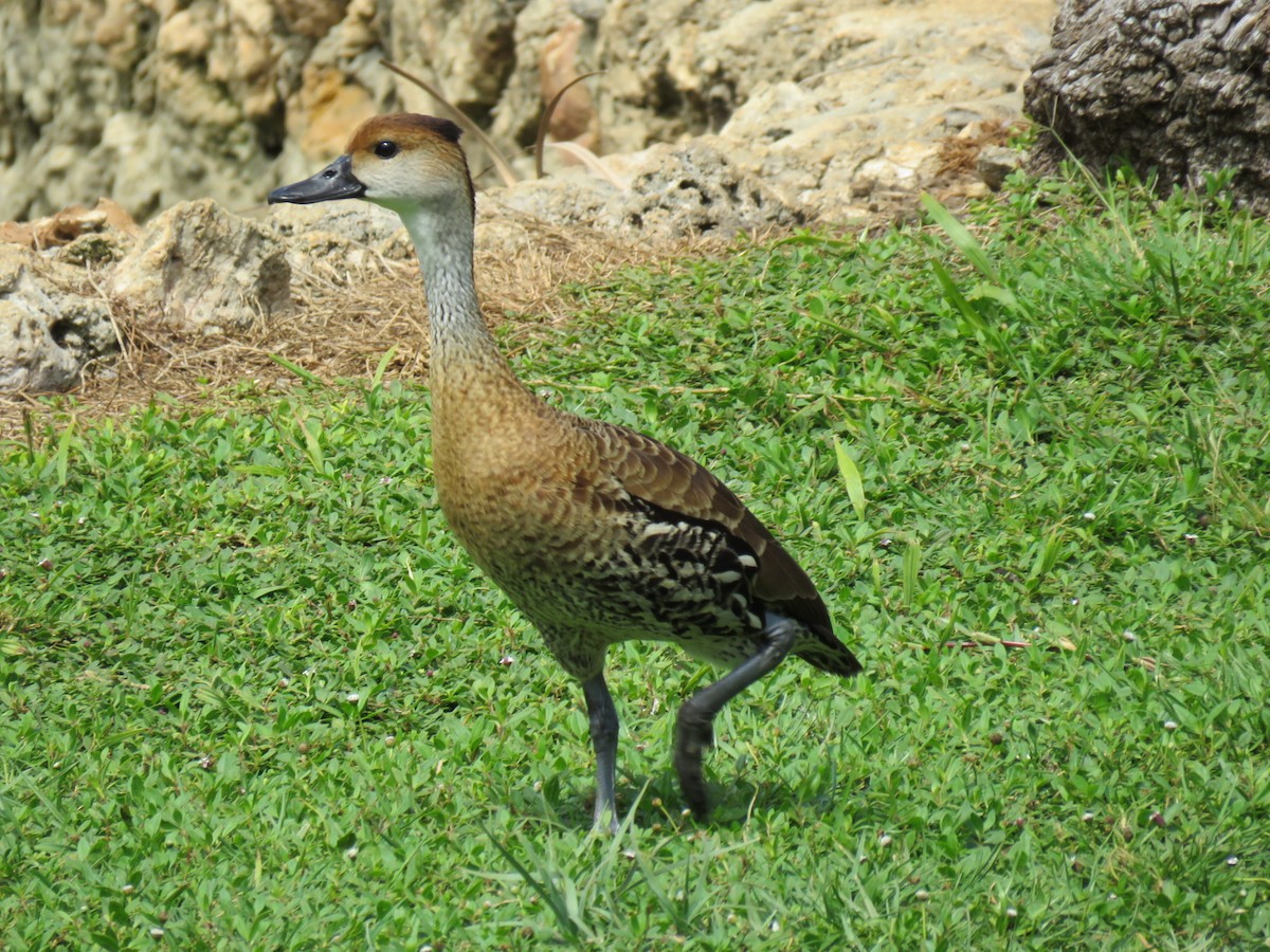West Indian Whistling-Duck - Alec Humann