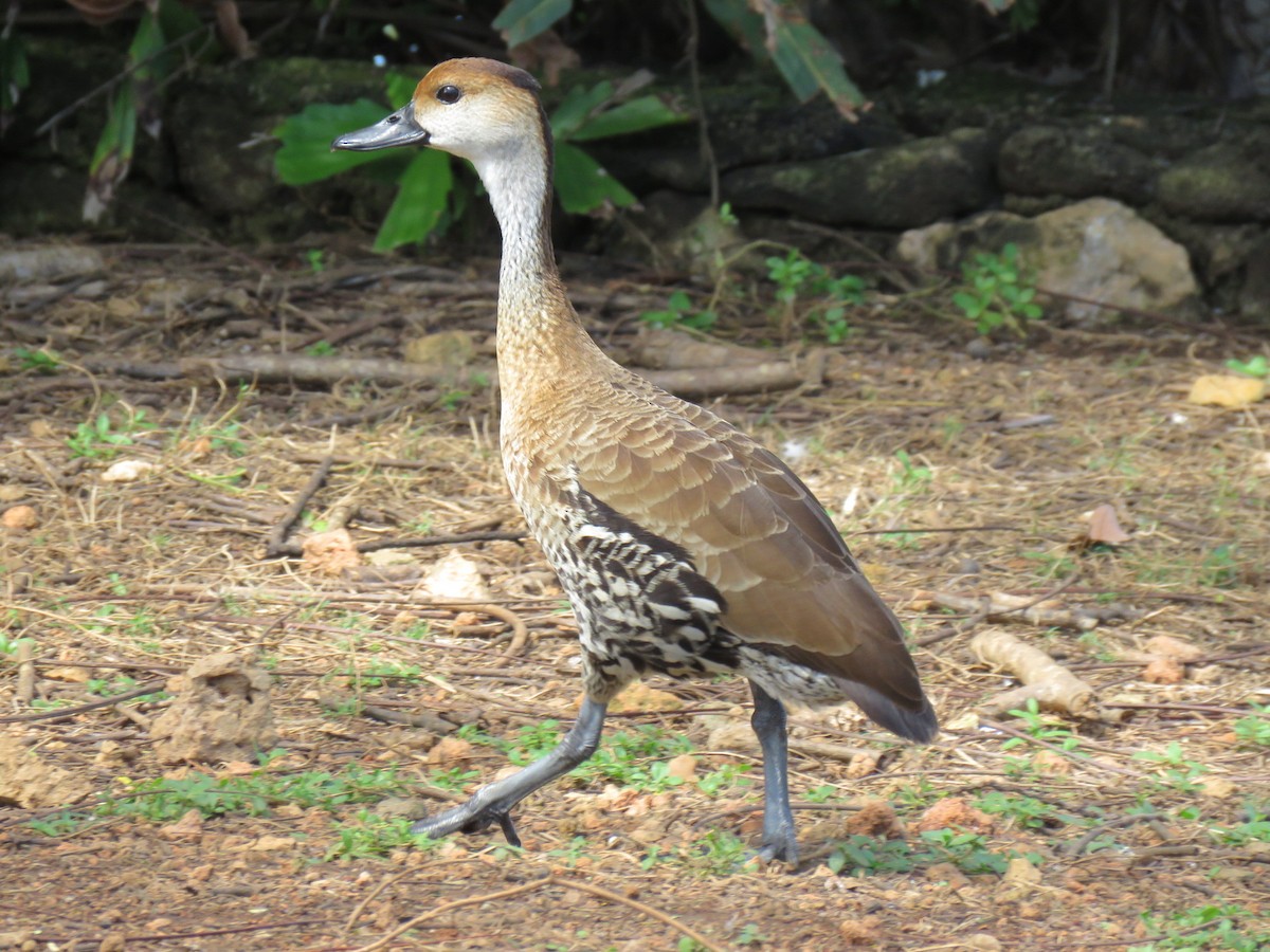 West Indian Whistling-Duck - Alec Humann
