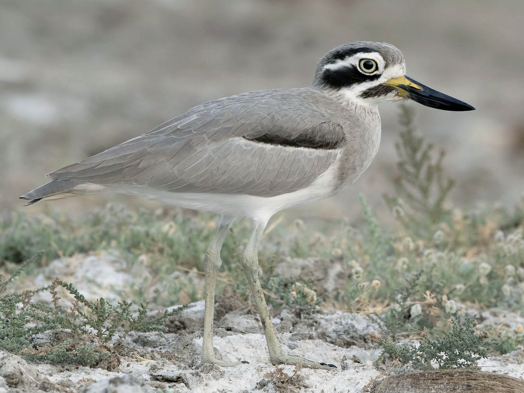 Great Thick knee EBird