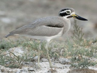  - Great Thick-knee