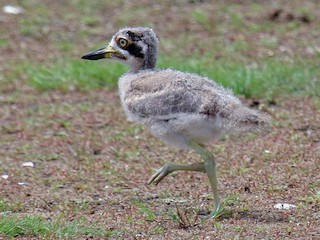  - Great Thick-knee