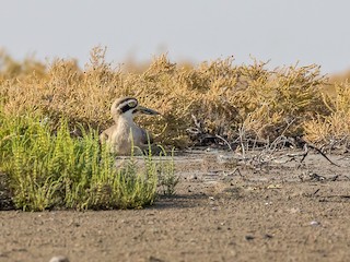  - Great Thick-knee