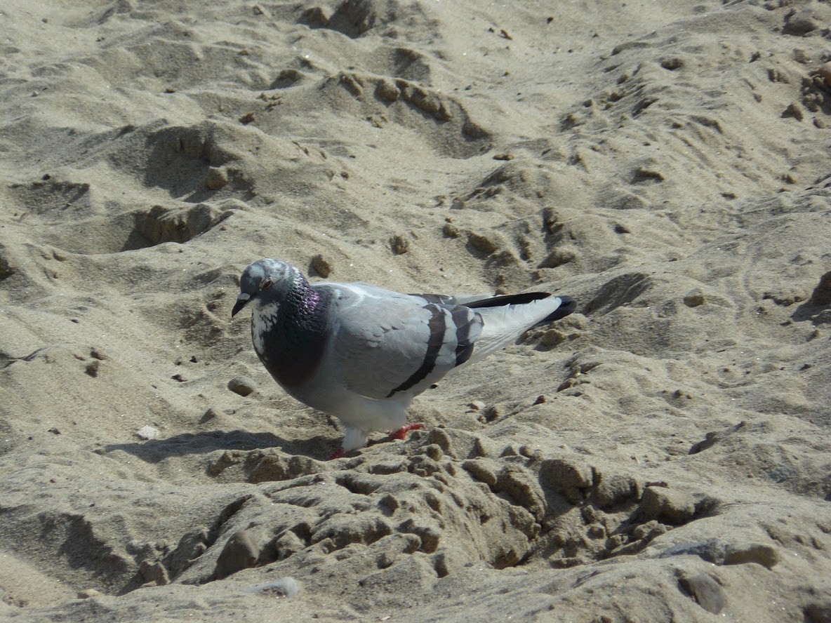 Rock Pigeon (Feral Pigeon) - Sneha Thirkannad