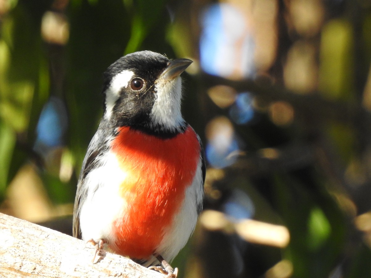 Red-breasted Chat - ML142963451