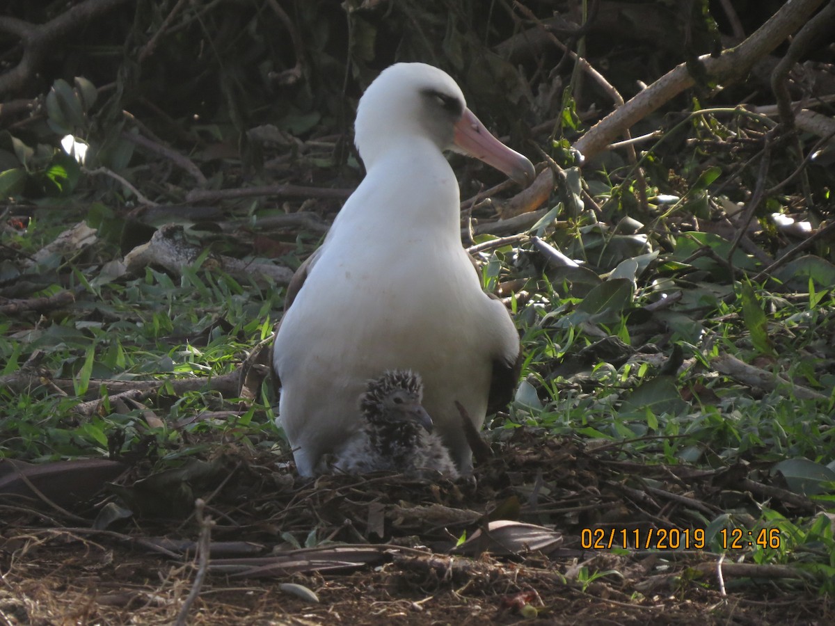 albatros laysanský - ML142969771