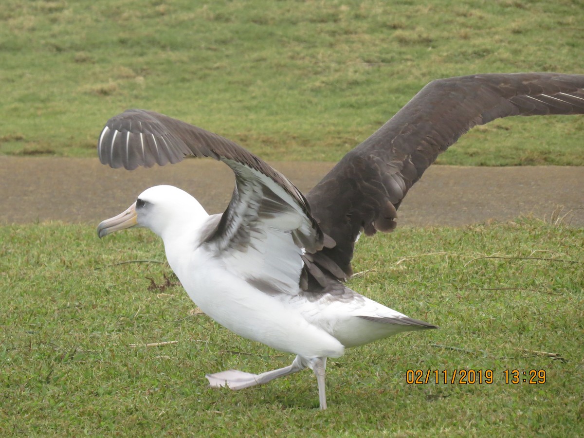 albatros laysanský - ML142969791