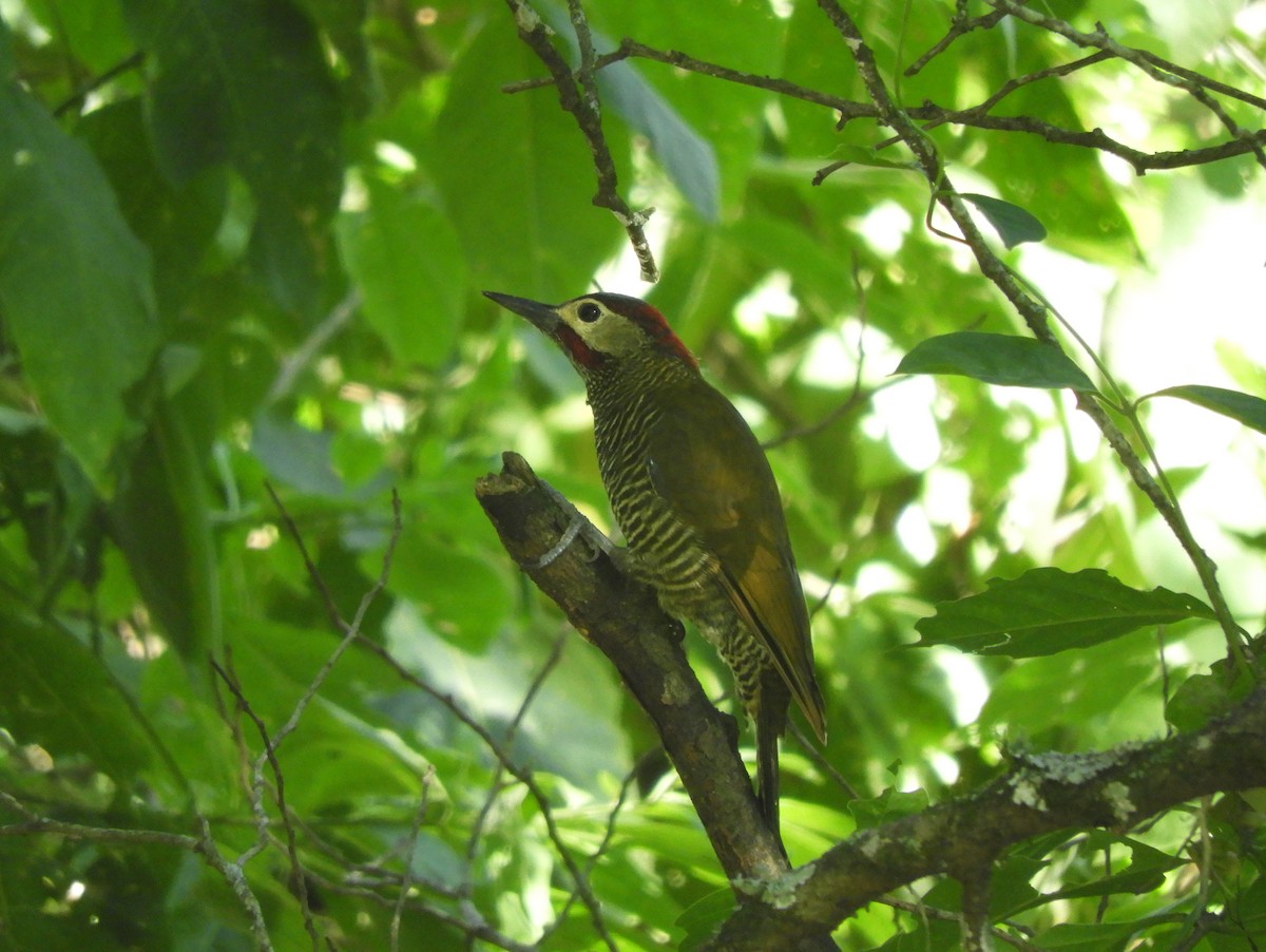 Golden-olive Woodpecker - Gonzalo Diaz