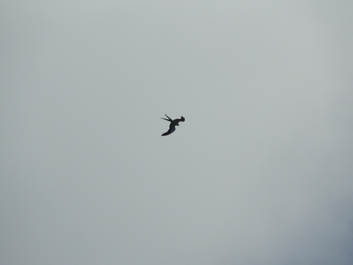 Swallow-tailed Kite - Gonzalo Diaz