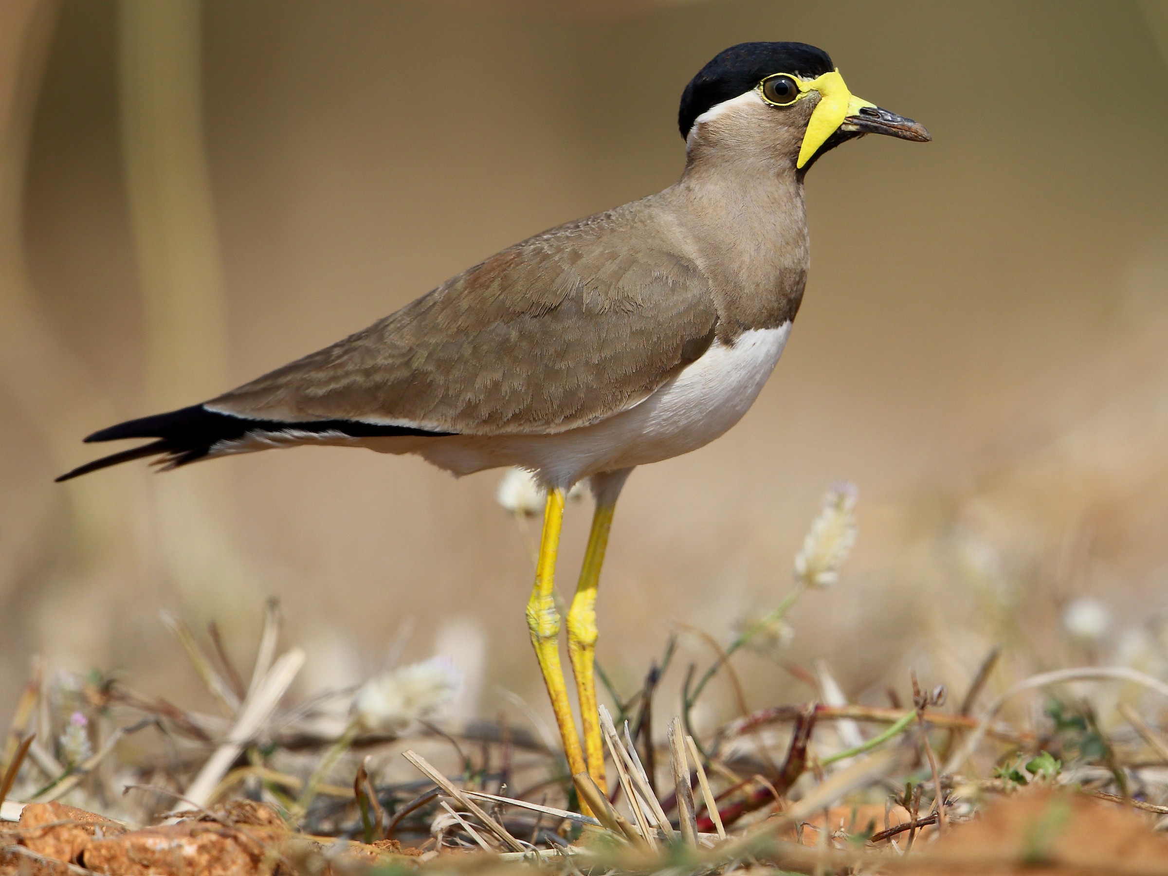 Birdnet. Lapwing Bird. Lapwing, 2021. Run Bird. Birds can Run.