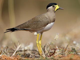  - Yellow-wattled Lapwing