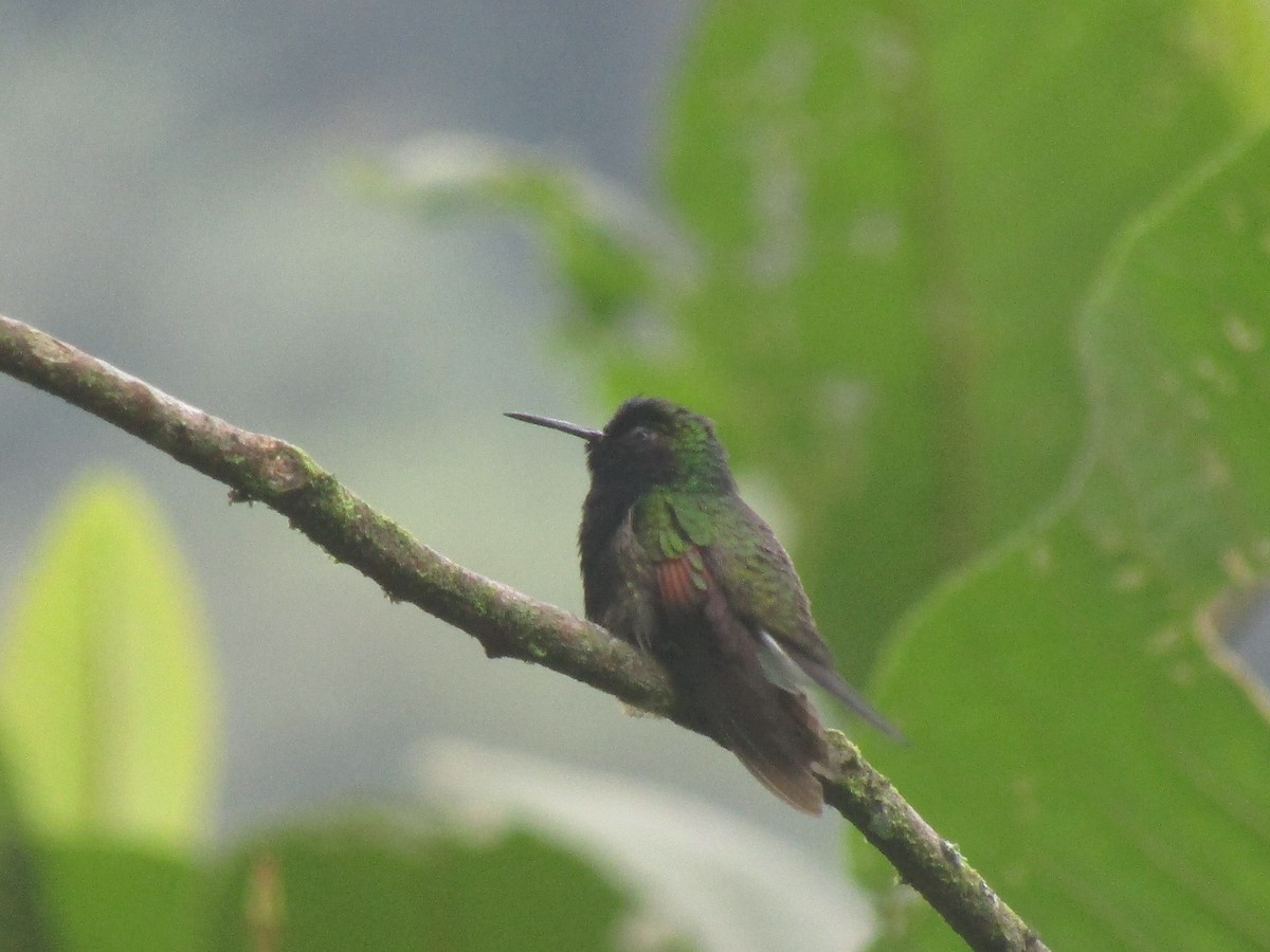 Black-bellied Hummingbird - Bob Barnes