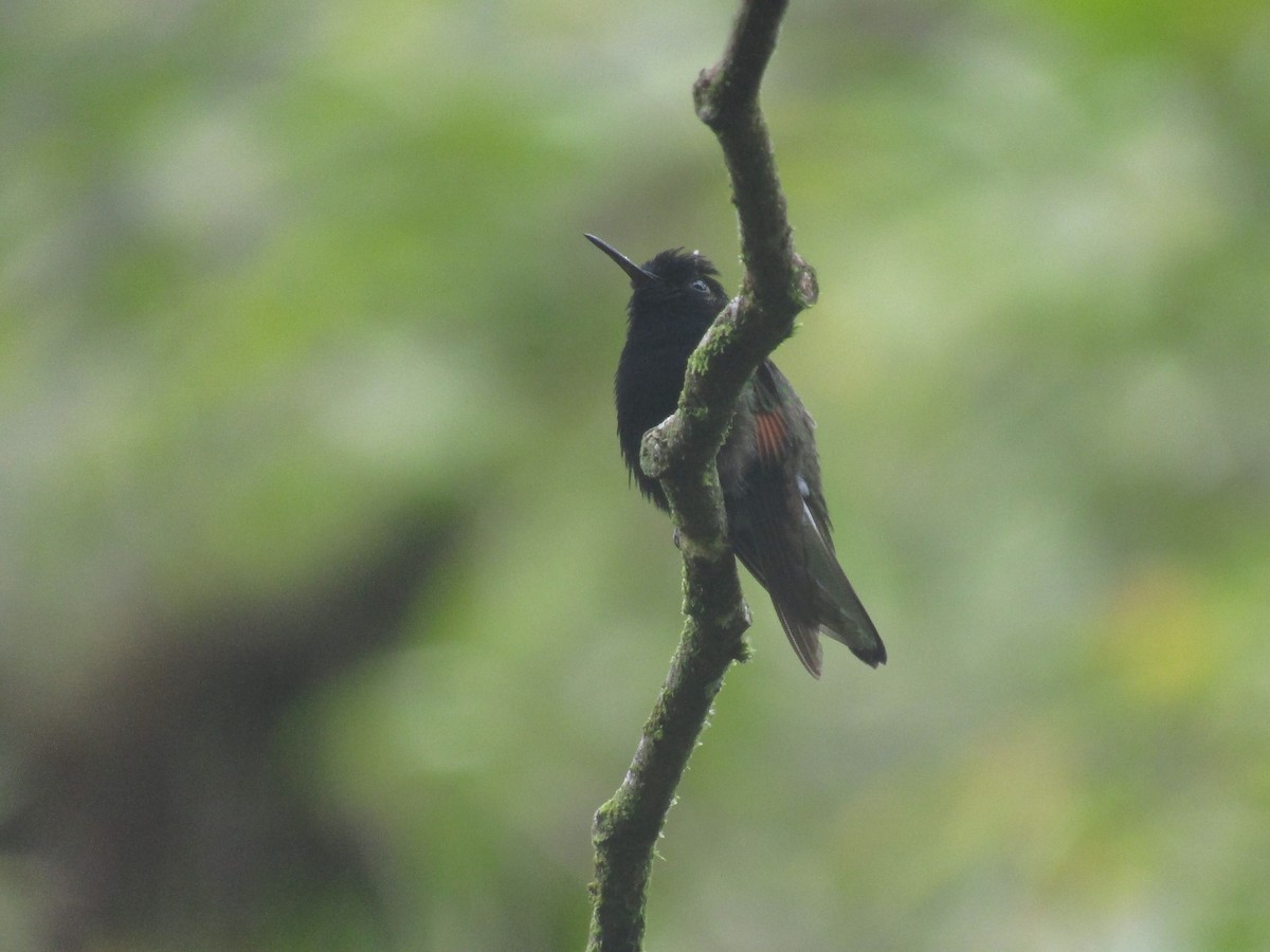 Black-bellied Hummingbird - ML142971671