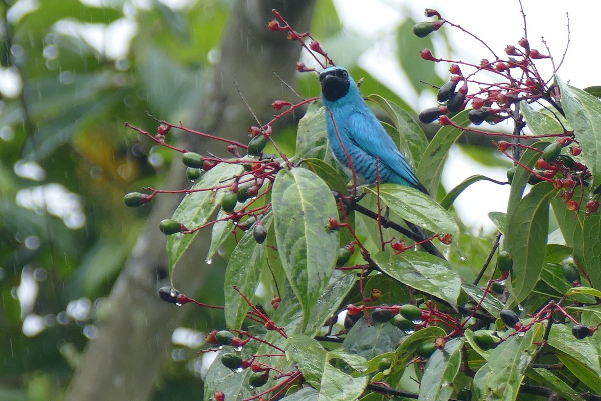 Swallow Tanager - ML142971741