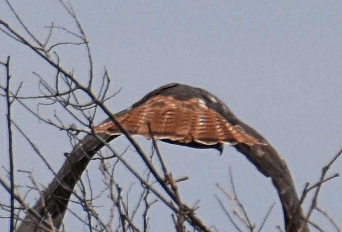 Red-tailed Hawk (calurus/alascensis) - Glenn Wyatt