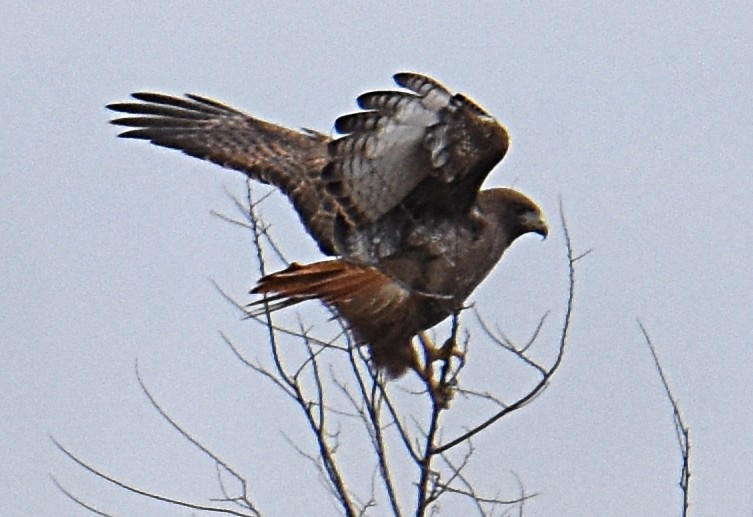 Red-tailed Hawk (calurus/alascensis) - Glenn Wyatt