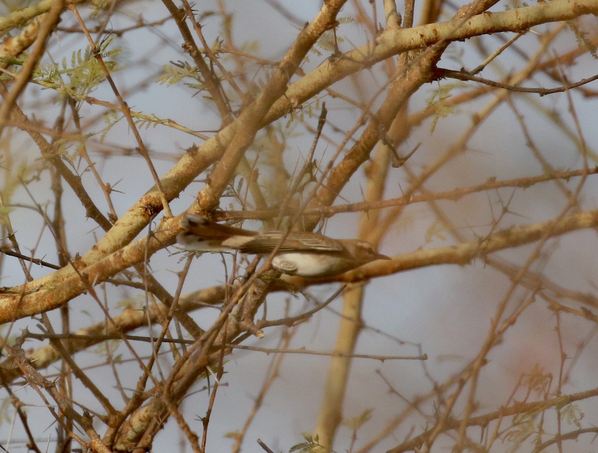 Rufous-tailed Scrub-Robin (African) - ML142975451