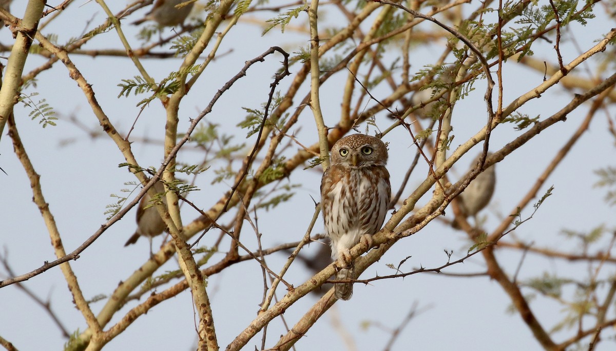 Pearl-spotted Owlet - Jay McGowan