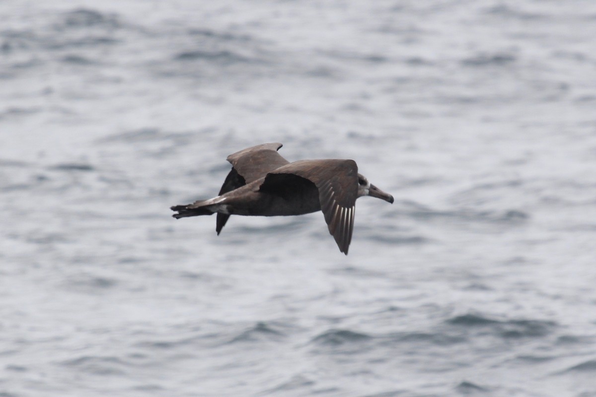 Albatros à pieds noirs - ML142976921
