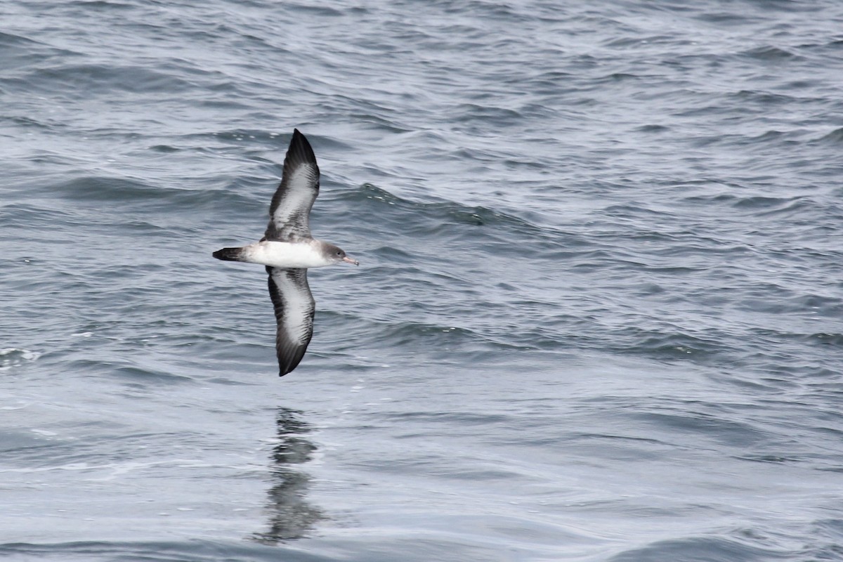 Pink-footed Shearwater - ML142977431