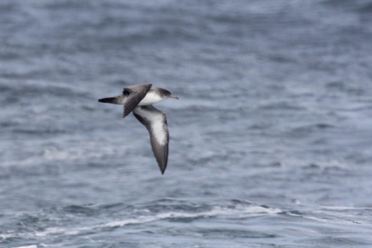Pink-footed Shearwater - ML142977451