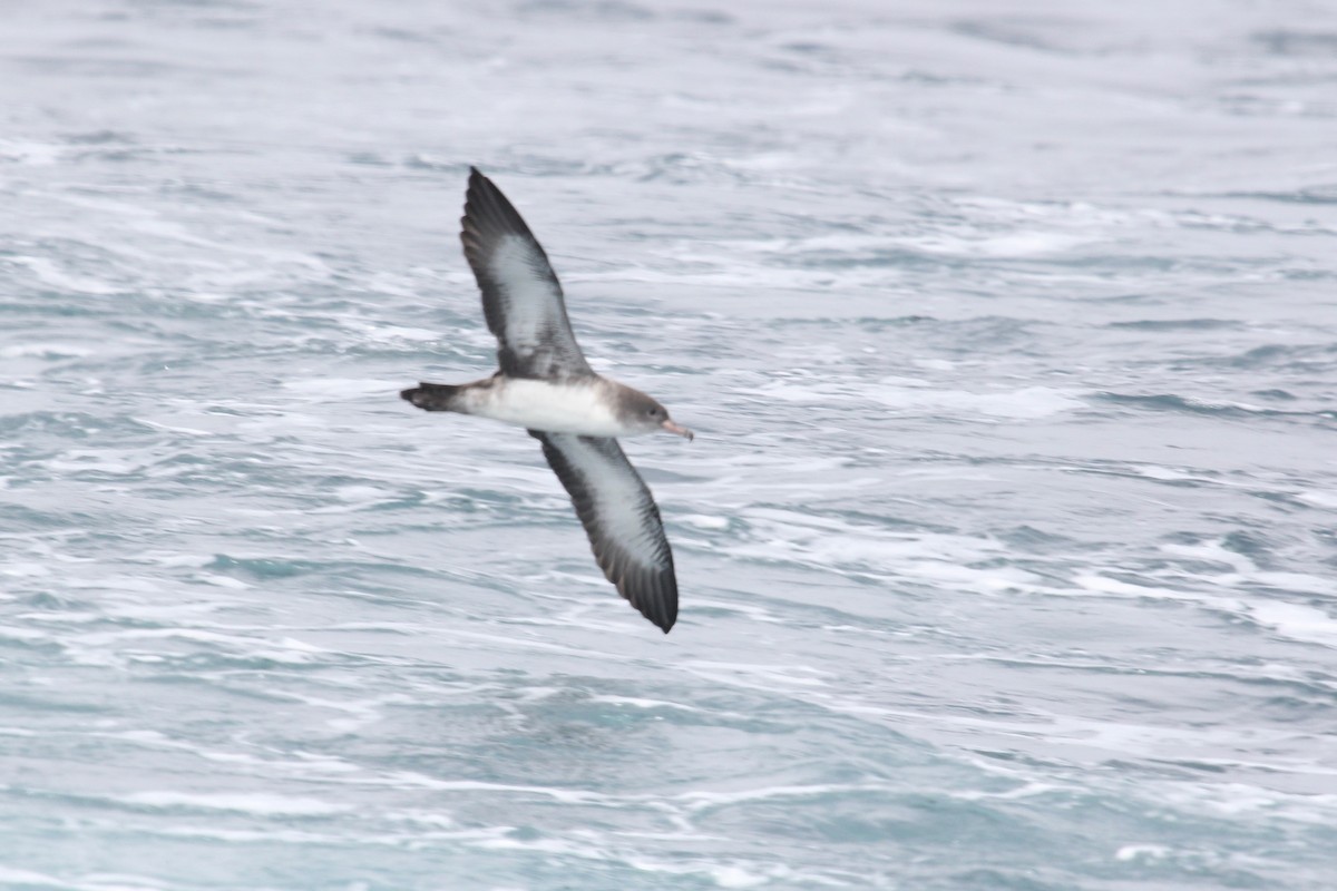 Pink-footed Shearwater - ML142977481