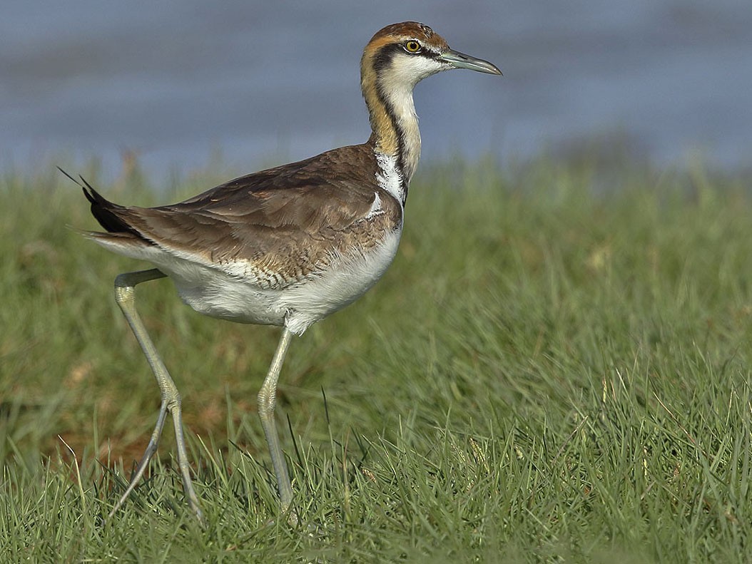 Pheasant-tailed Jacana - Jens Eriksen