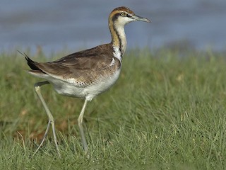 - Pheasant-tailed Jacana