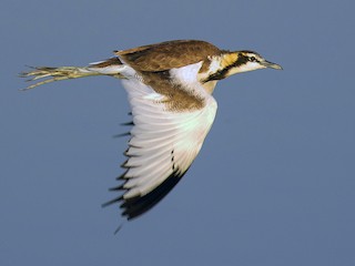 Nonbreeding adult/immature - Shrutidev Mishra - ML142979841