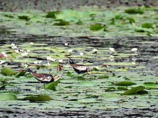  - Pheasant-tailed Jacana