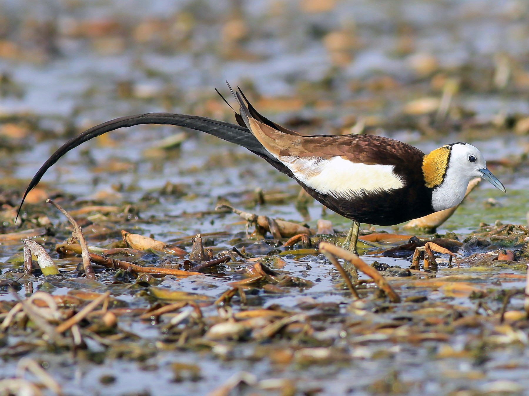 Pheasant-tailed Jacana - Stefan Hirsch