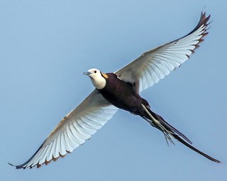 นกเต็มวัยในฤดูผสมพันธุ์ - Kavi Nanda - ML142979901