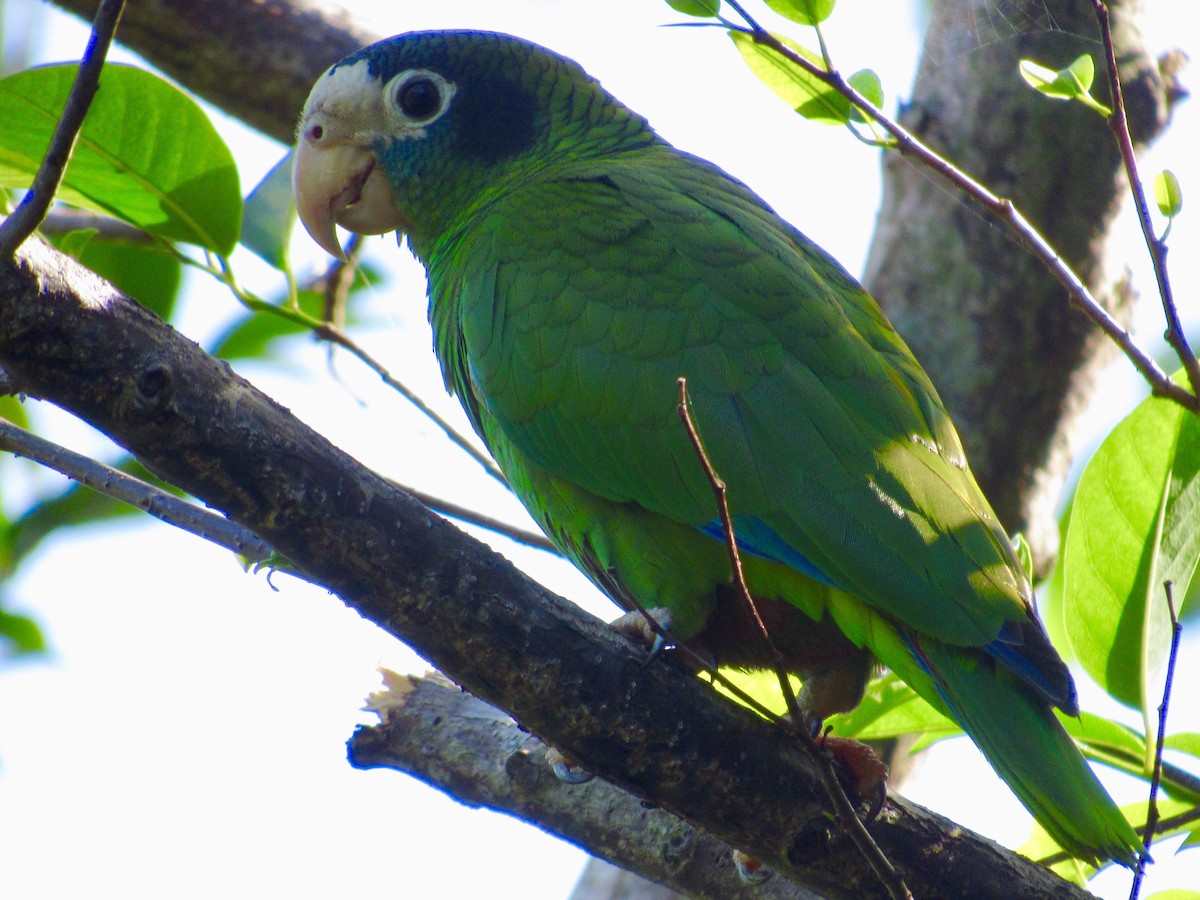 Hispaniolan Parrot - ML142980881
