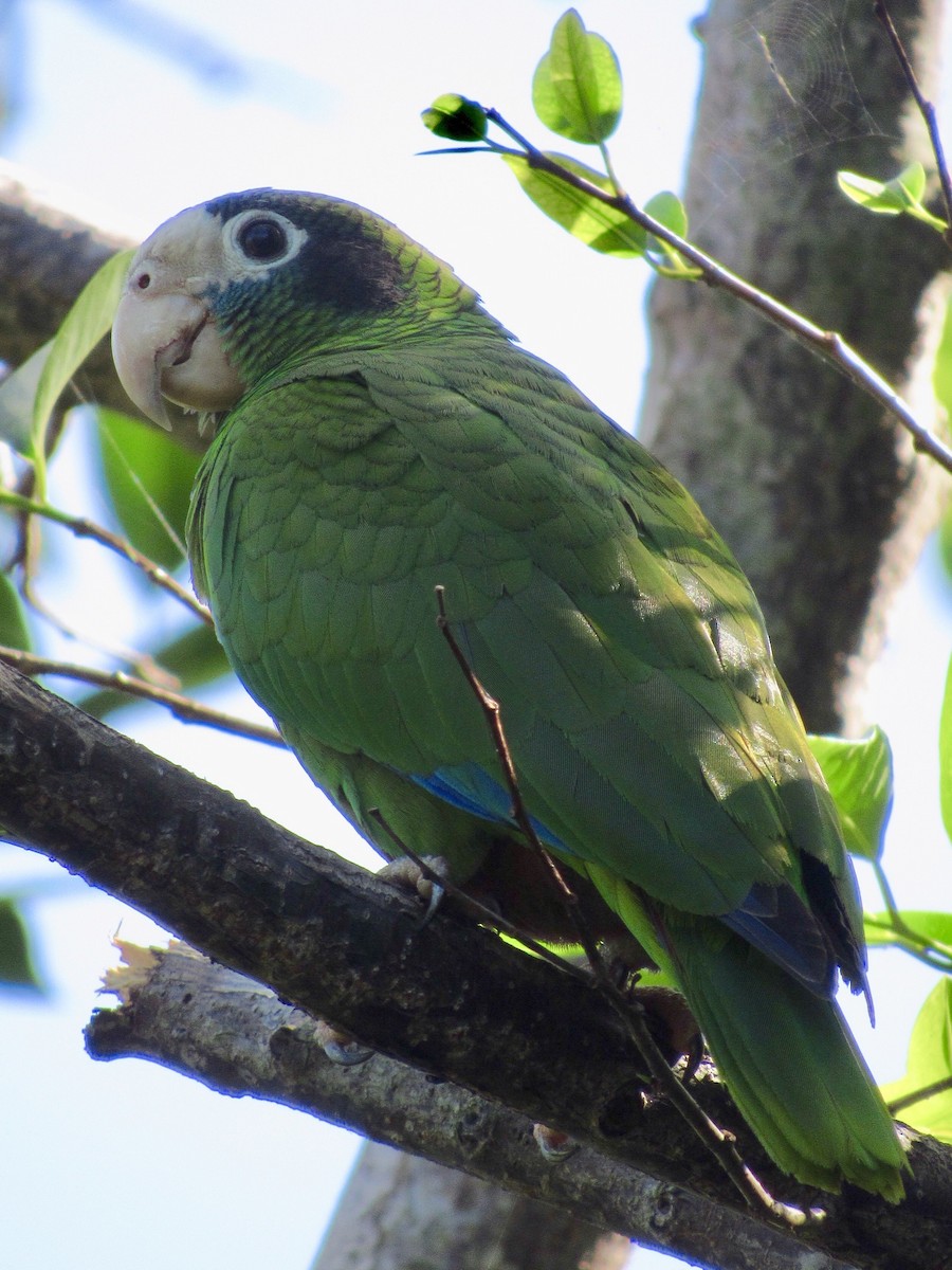 Hispaniolan Parrot - ML142981011