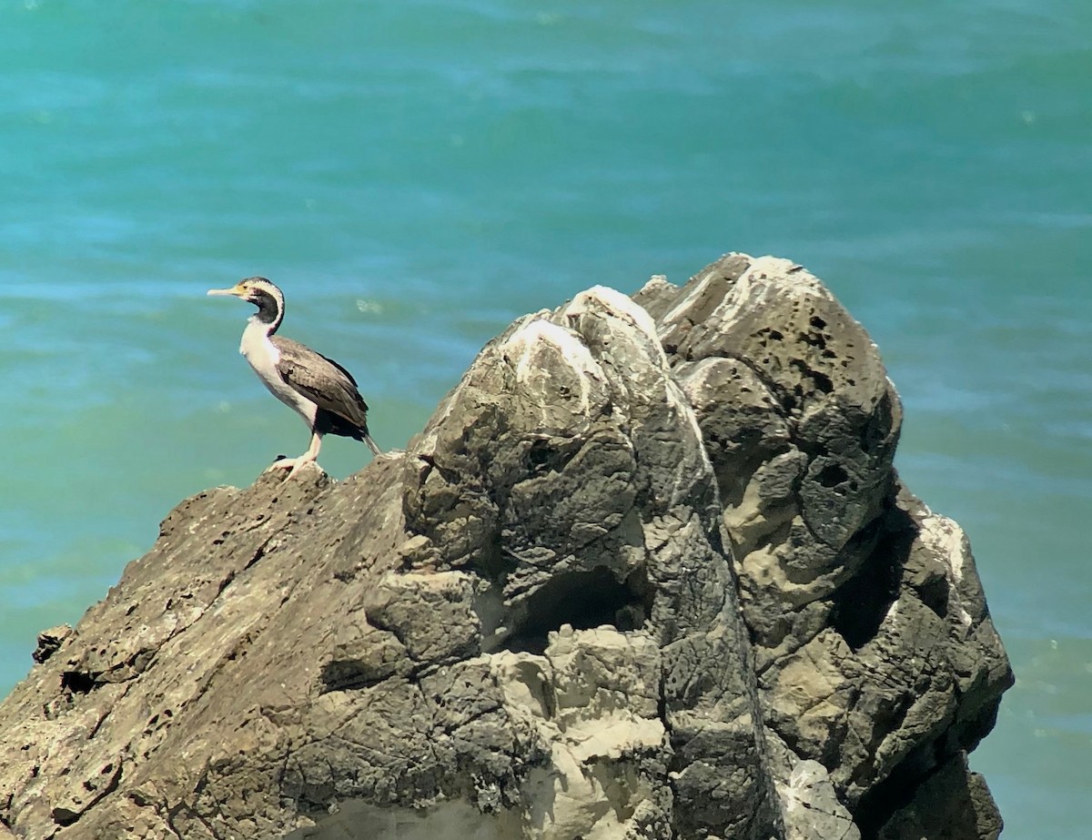 Spotted Shag - ML142983931
