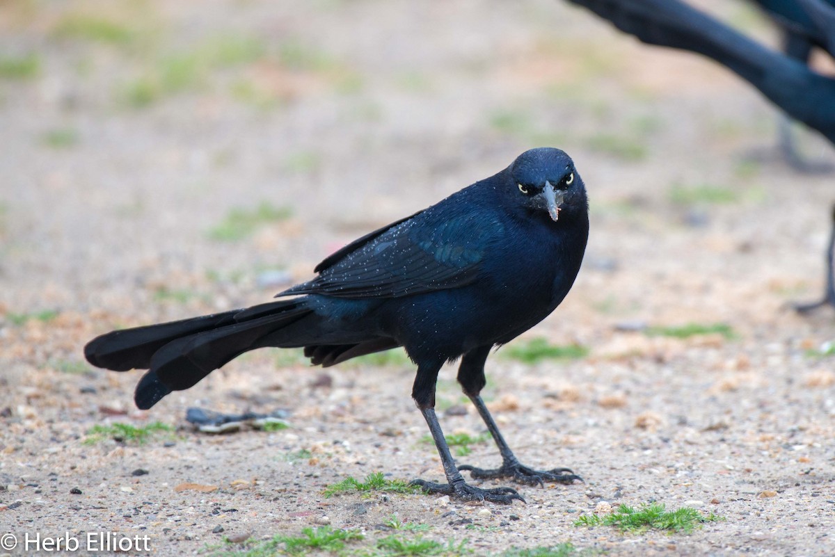 Great-tailed Grackle - ML142987741