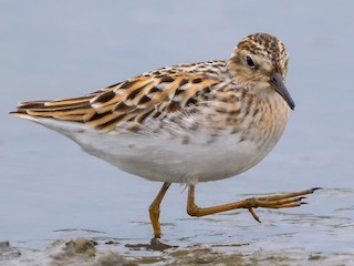 - Long-toed Stint