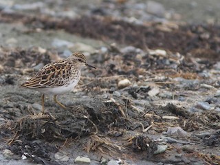  - Long-toed Stint