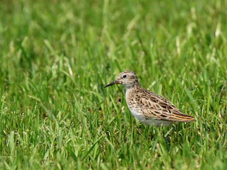  - Long-toed Stint