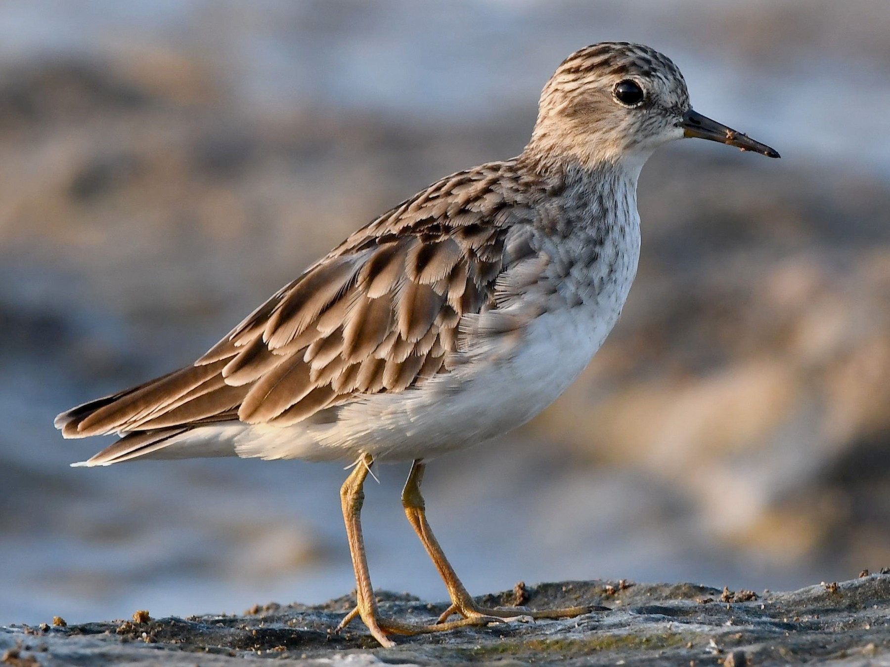 Long-toed Stint - Sriram Reddy