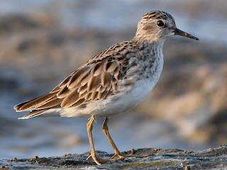  - Long-toed Stint