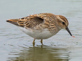  - Long-toed Stint