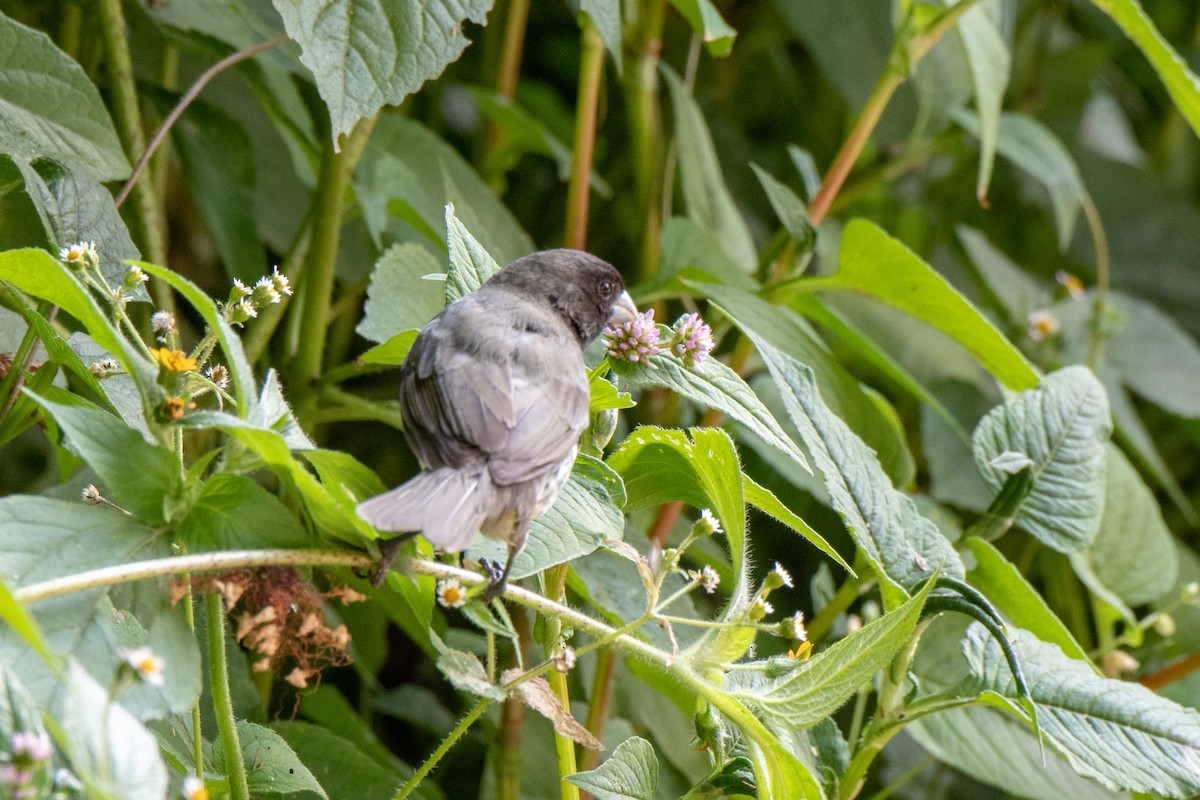 Yellow-bellied Seedeater - ML142993081