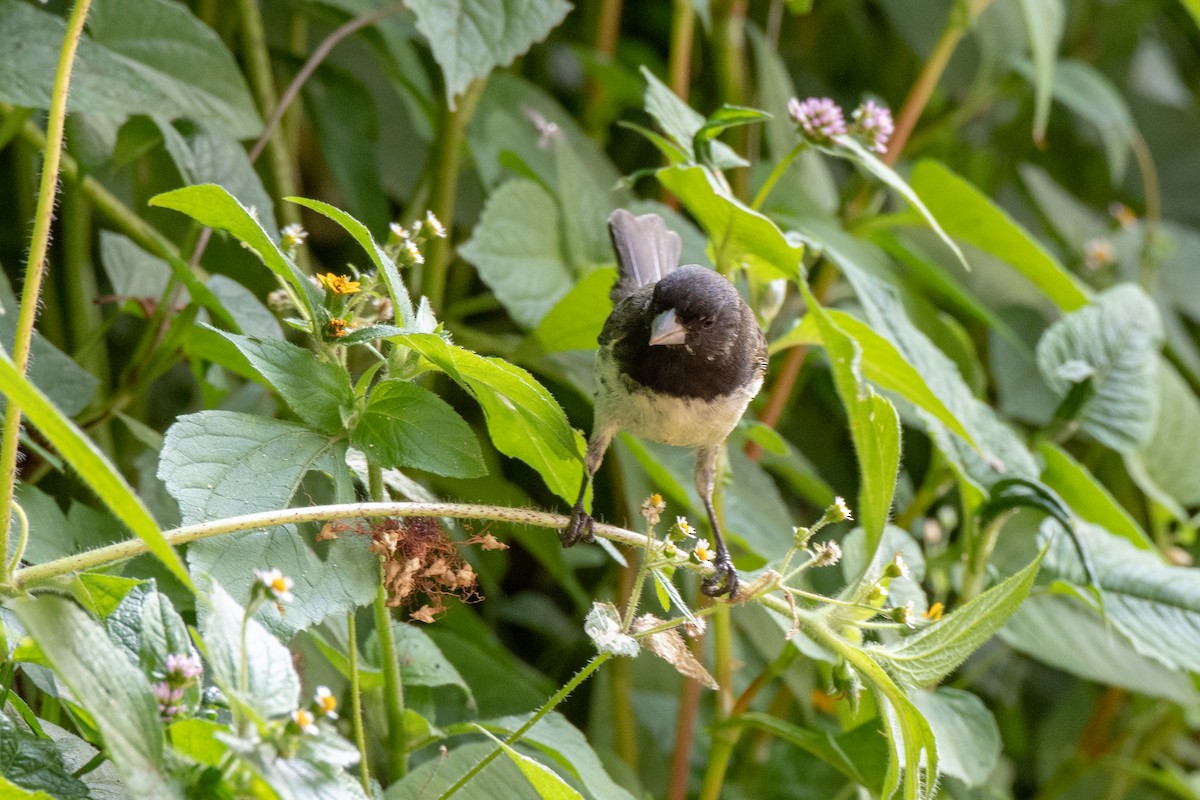 Yellow-bellied Seedeater - Bob Hasenick
