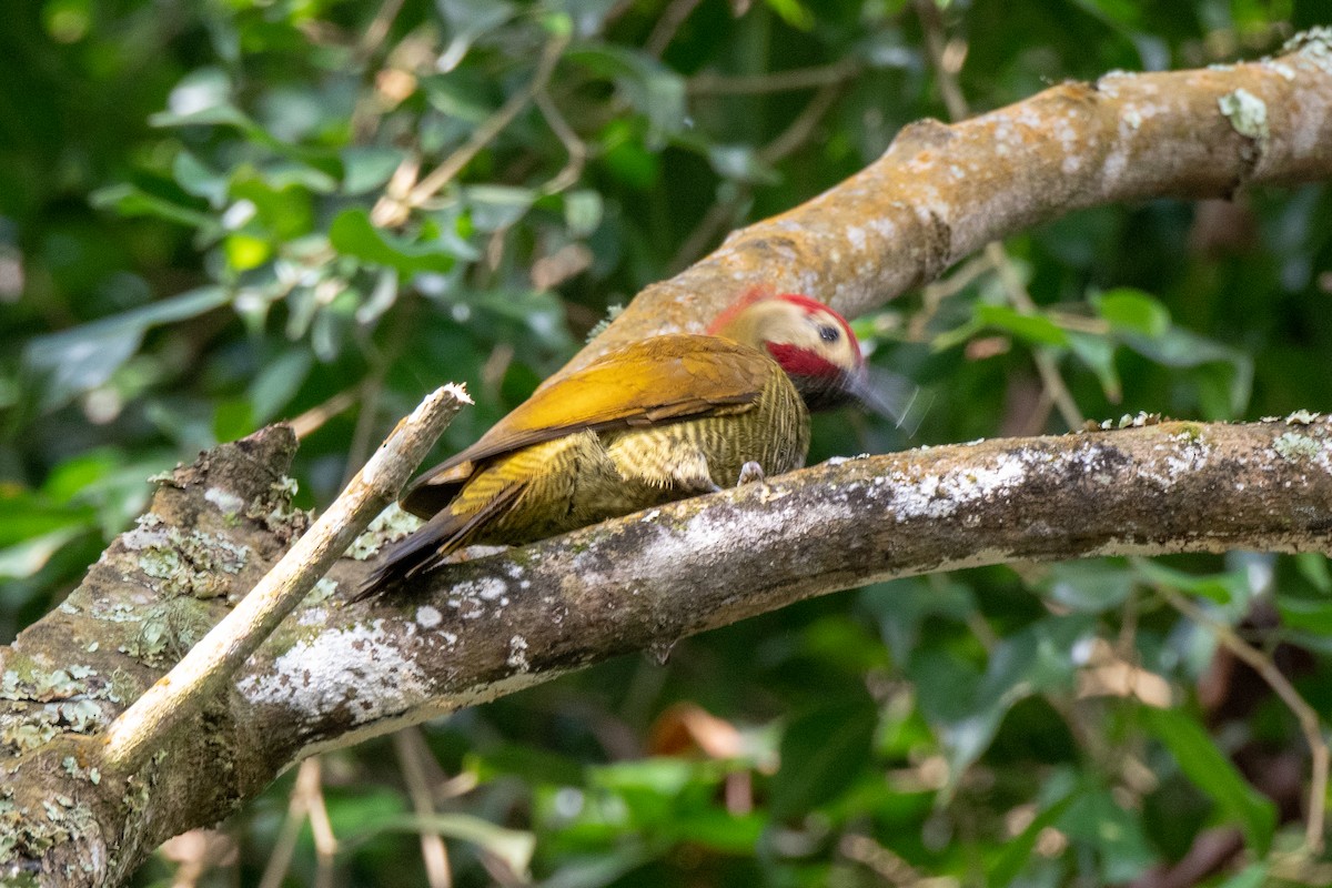 Golden-olive Woodpecker - Bob Hasenick